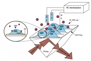 Fig 1 EC SPR HepG2 schematic